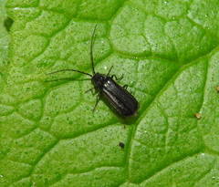Autosilis nitidula