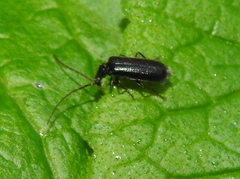 Autosilis nitidula