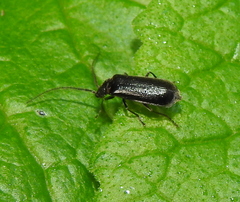 Autosilis nitidula