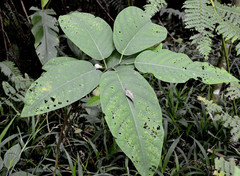 Passiflora arborea