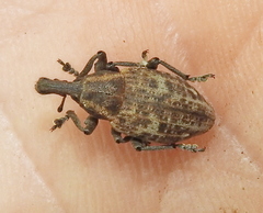 Lepyrus capucinus