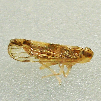 Haplaxius pictifrons