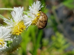 Orsilochides stictica