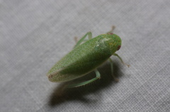 Hamana