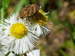 Orsilochides stictica
