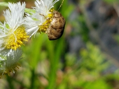 Orsilochides stictica