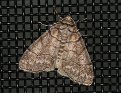 Smyriodes aplectaria