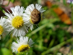 Orsilochides stictica