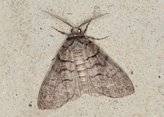 Smyriodes aplectaria