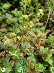 Alchemilla pectinata