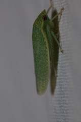 Hamana