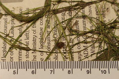 Potamogeton berchtoldii