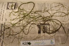 Potamogeton berchtoldii