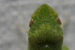 Xerophloea peltata