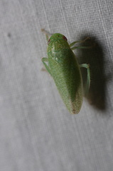 Hamana