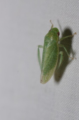 Hamana