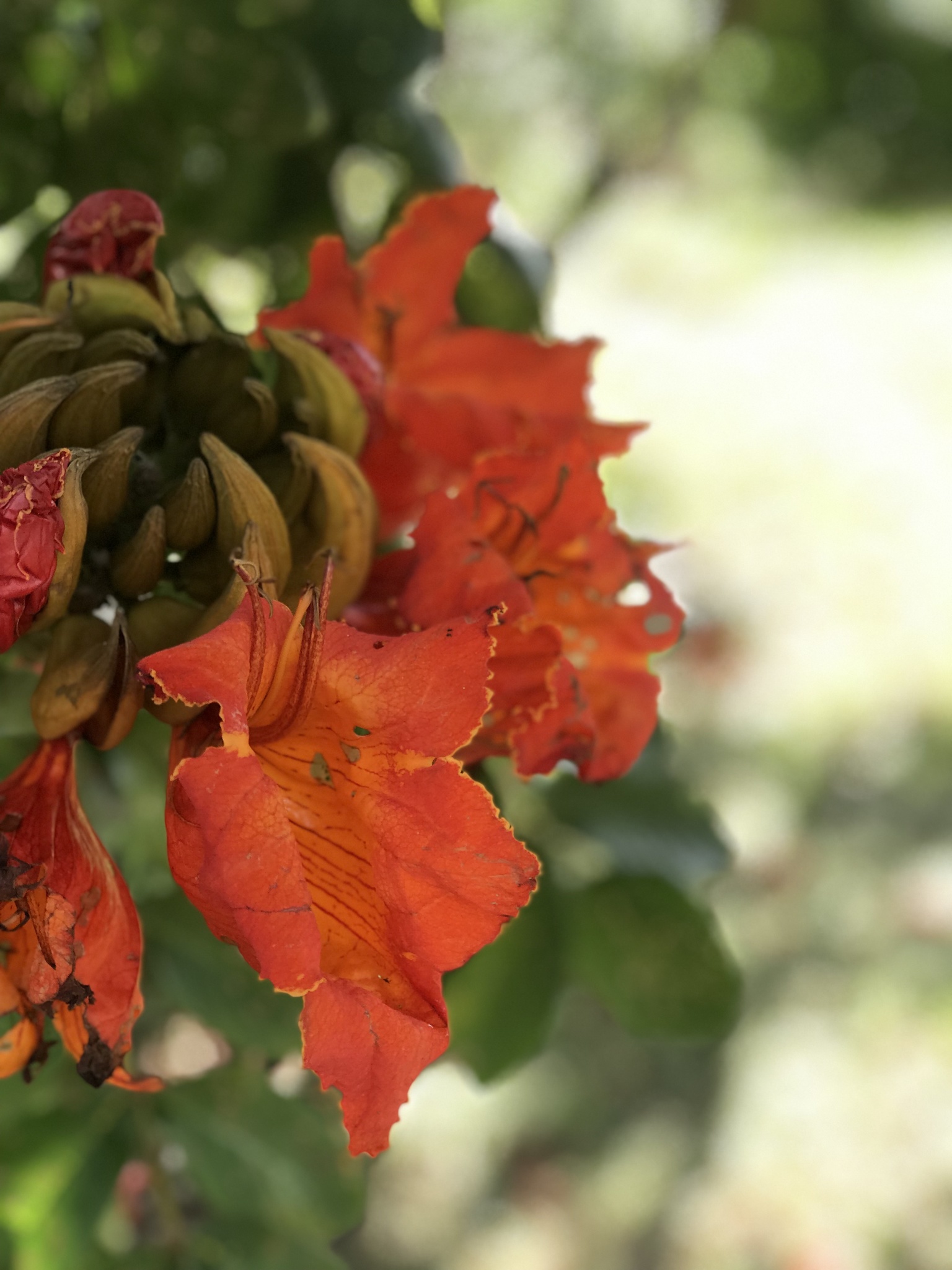 Spathodea campanulata image