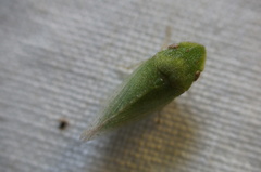 Xerophloea peltata