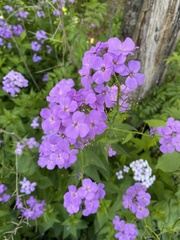 Hesperis matronalis