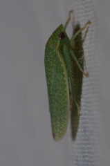 Hamana