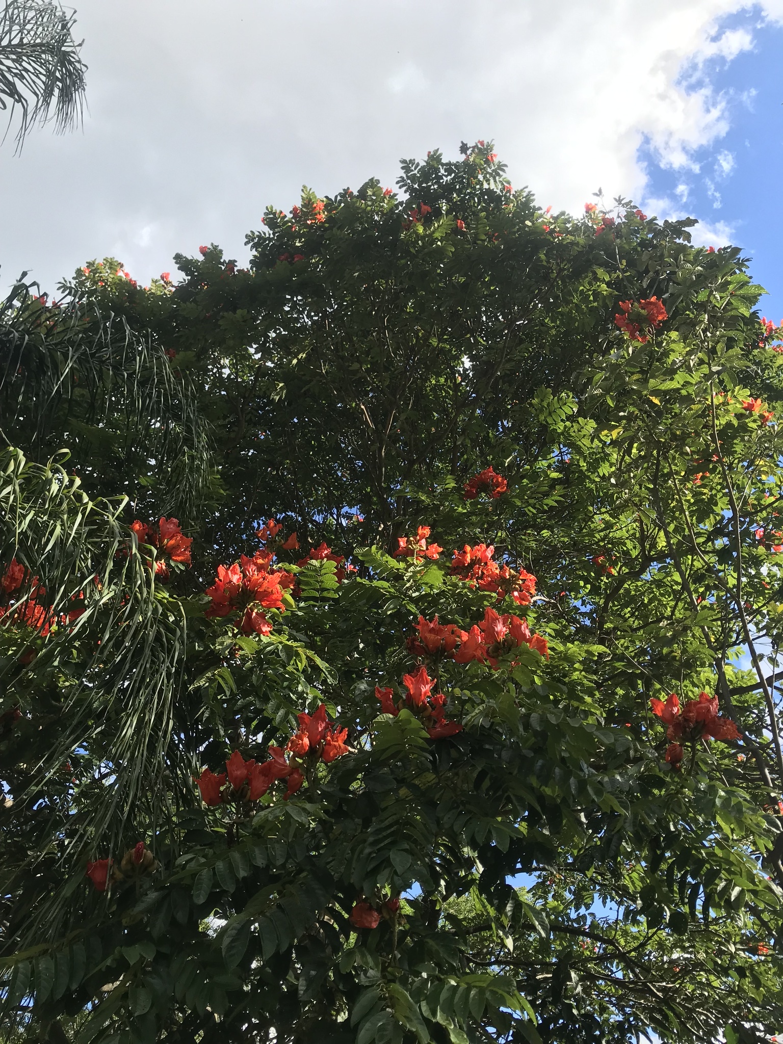 Spathodea campanulata image