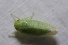 Hamana
