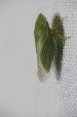 Xerophloea peltata