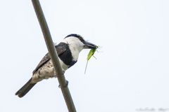 Notharchus hyperrhynchus