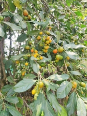 Bunchosia canescens