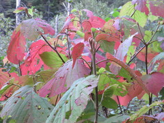 Viburnum lantanoides image
