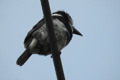 Notharchus hyperrhynchus