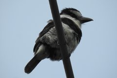 Notharchus hyperrhynchus