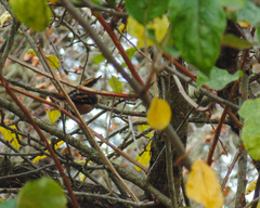 Aphrastura spinicauda