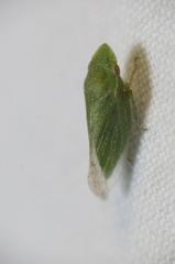 Xerophloea peltata