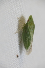 Xerophloea peltata