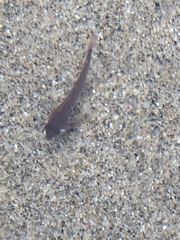 Oligocottus maculosus