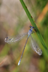 Lestes macrostigma
