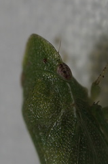 Xerophloea peltata