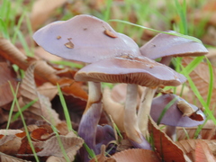 Cortinarius magellanicus