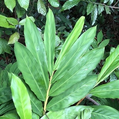 Alpinia hainanensis