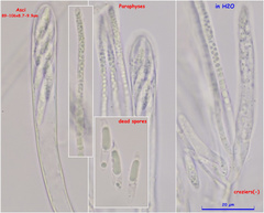 Hymenoscyphus menthae