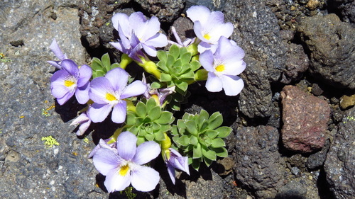 Viola aizoon