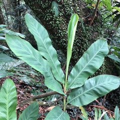 Alpinia hainanensis