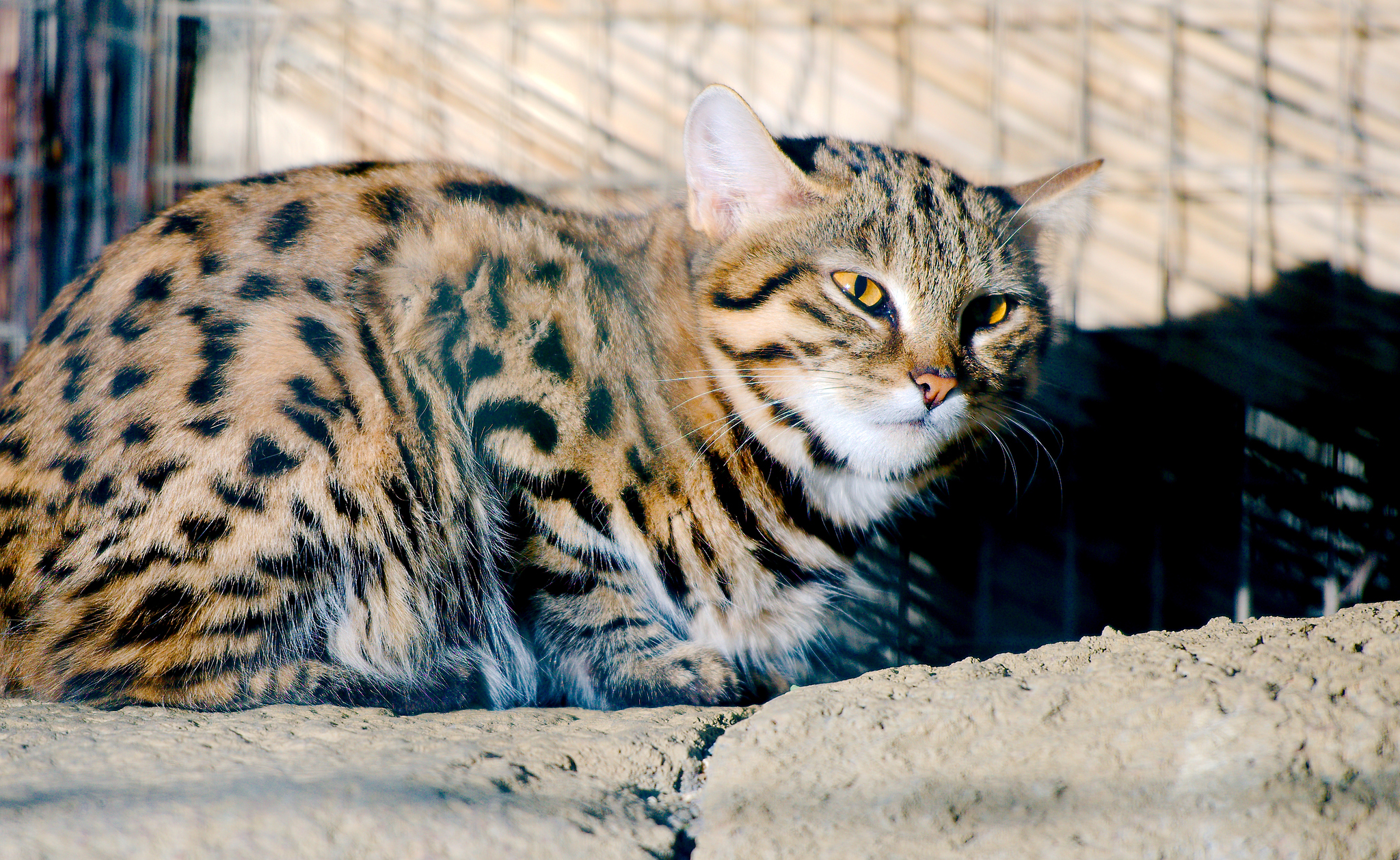 Black-footed cat - Wikipedia