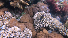 Neoglyphidodon polyacanthus