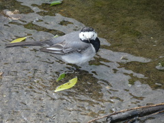 Motacilla alba