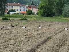 Threskiornis aethiopicus