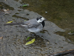 Motacilla alba