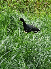 Fulica americana columbiana