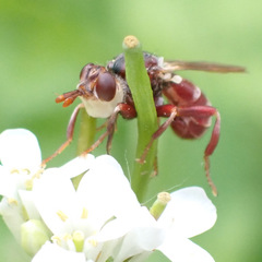 Myopa clausa